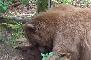 Запорожские медведи из ДЖД уже в Нидерландах (ВИДЕО)