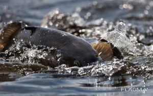 Запорожский рыбоохранный патруль саботирует зарыбление водоемов