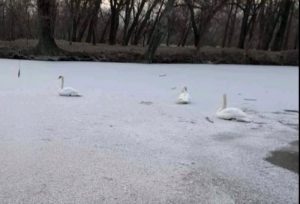 В запорожской “Дубовке” лебеди вмерзли в лёд: ФОТОФАКТ