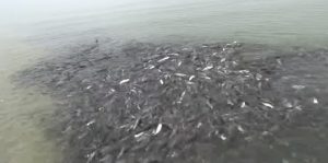 Вода Молочного лимана “вскипает” от количества рыбы (ВИДЕО)