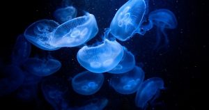 Эколог озвучила способ борьбы с медузами в Азовском море