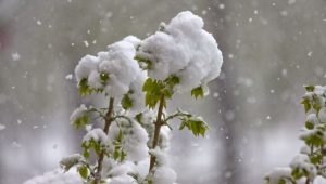 Укринцам прогнозируют весну с вьюгами, гололедом, снегопадами
