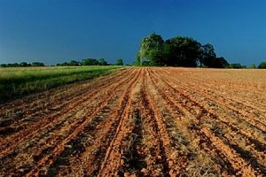 Преимущества экологически чистой фермерской продукции, производством которой занимается агрофирма «Свитанок»