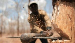 Год рубили посадки: в Запорожской области разоблачены “черные лесорубы” (ФОТО)
