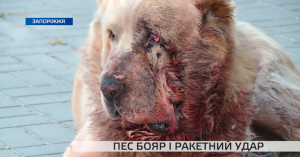 Як у Запоріжжі рятують собаку, який потрапив під ракетний обстріл (ВІДЕО)