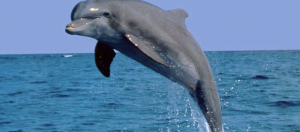 В оккупированной Кирилловке на побережье Азовского моря засняли дельфина (ВИДЕО)