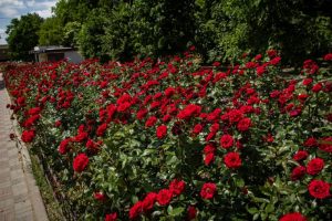 Как выглядит цветущая Аллея роз в Запорожье (ФОТОРЕПОРТАЖ)