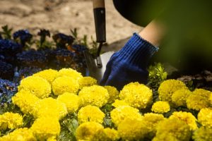 У Запоріжжі висадили калини та чорнобривці до Міжнародного дня безневинних дітей (ФОТОРЕПОРТАЖ)