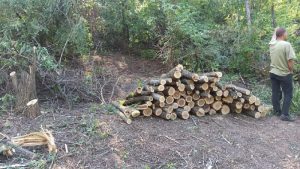 “Чорні” лісоруби нищили заповідник під Запоріжжям: спричинено великі збитки (ФОТО)