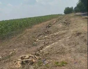 Под Запорожьем вырубают лесополосы: дорог на дач не будет (ВИДЕО)