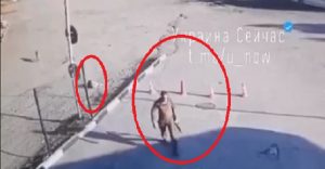 В Днепре военный под камерами расстрелял собаку с щенками (ВИДЕО)