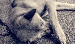 Харченко оголосила конкурс для ГО по догляду ща безпритульними тваринами