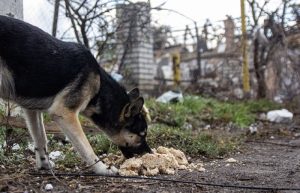 В Оріхові подружжя щодня рятує сотні життів під обстрілами: відео та фоторепортаж