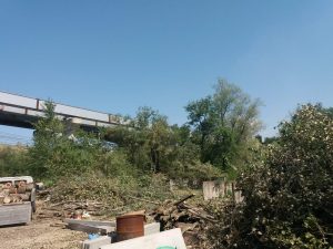 У Запоріжжі викрили “чорного лісоруба”: спиляв 24 дерева (ФОТО)