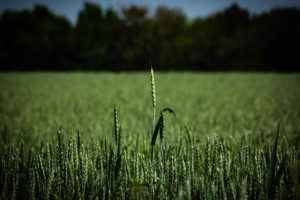 В Україні ціни на хліб б’ють рекорди