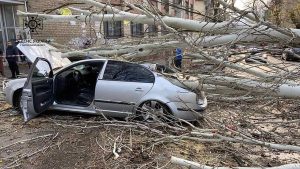 У Запоріжжі дерево впало на чоловіка та авто (ФОТО)