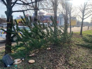 У Запоріжжі розпочались перевірки ялинкових базарів (ФОТО)