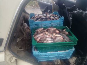 На блокпосту в Запоріжжі інспектори вилучили 255 кг риби сумнівного походження (ФОТО)