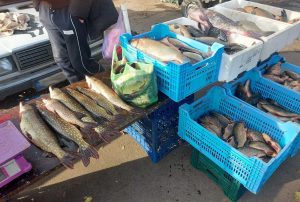 У Запоріжжі провели перевірку продавців риби (ФОТО)