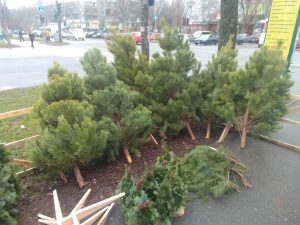 В Запорожье открылись елочные базары: сколько стоят праздничные деревья (ФОТО)