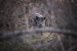 Запорізький фотограф показав диких кабанів з Хортиці (ФОТО)