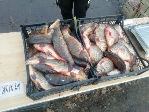 На стихійних ринках Запоріжжя вилучено 44 кг риби сумнівного походження (ФОТО)