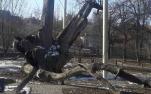 “Навесні ще побачимо листя”: то чи впав Запорозький Дуб (ФОТО)