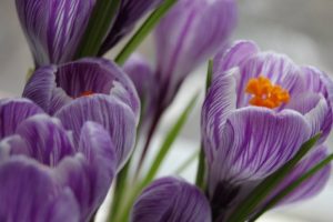 Жителям Запоріжжя нагадали про штрафи за купівлю чи продаж первоцвітів