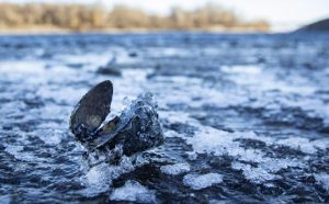 Збитки на 104 мільйони: у Запорізькій області масово замерзає і гине риба