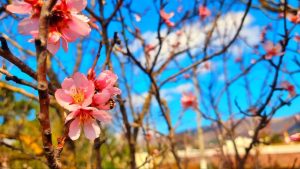 Весна на повну: синоптики передбачають потепління до +20 градусів