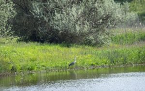 Чим здивує погода червні: офіційний прогноз