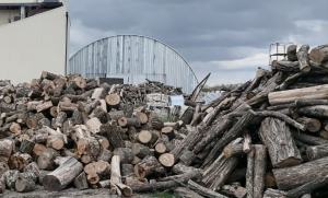 Запорізький суд передав Нацгвардії деревину, вилучену у чорних лісорубів (ФОТО)