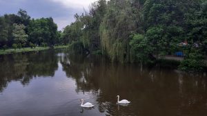 Збільшення рівня води й поява лебедят: як виглядає центральний парк у Запоріжжі (ФОТО)