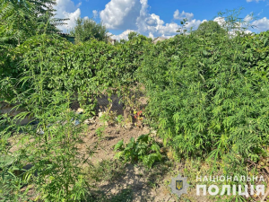 У спальному районі Запоріжжя виростили міні-наркоплантацію (ФОТО)