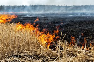 Екологи назвали суму збитків для довкілля Запорізького регіону через НС під час воєнного стану