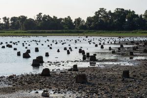 Під Запоріжжям на місці Каховського “моря” виявили величезний знищений ліс (ФОТО)