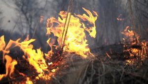 Працювали майже сто рятувальників: на Запоріжжі виникли пожежі в екосистемах