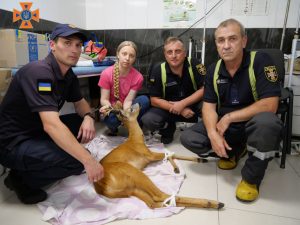 У Запоріжжі врятували косулю, яка врізалась у паркан (ФОТО)