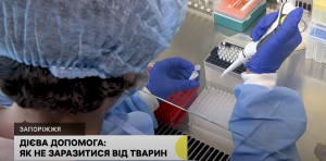 Проблема безпритульних тварин на Запоріжжі: як не заразитися