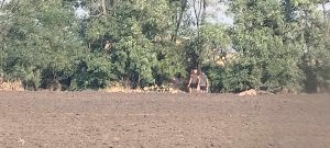 На Запоріжжі “чорні лісоруби” нанесли збитків на мільйон гривень