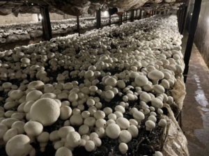 В Запорожье выставили на продажу грибную ферму за 9 млн грн: как она выглядит (ФОТО)