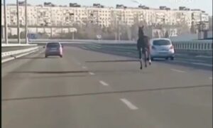 У Запоріжжі помітили наляканого коня, який біг посеред мосту (ВІДЕО)