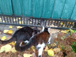 Волонтери евакуювали з Оріхова десятки котів і собак, які жили на руїнах (ВІДЕО)