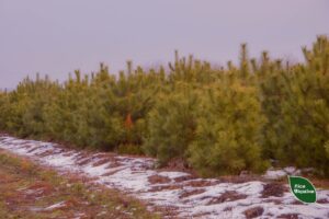 Запоріжцям нагадали про відповідальність за самовільний зруб новорічних дерев