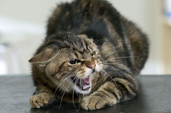У Запоріжжі хвора на сказ кішка вкусила господарку: це вже третій випадок