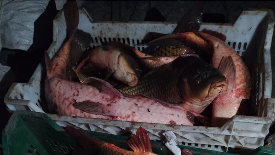 Під Запоріжжям помітили зухвалих браконьєрів з десятками кілограмів риби (ФОТО)