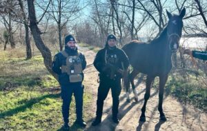 У Запоріжжі патрульна поліція розшукала двох коней, які бігали містом (ФОТО)