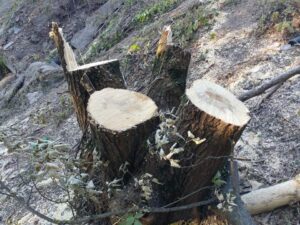 У Запоріжжі видалять 731 дерево та понад 20 тисяч м² лучного газону