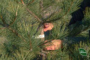 У Запоріжжі назвали ціни на новорічні деревця