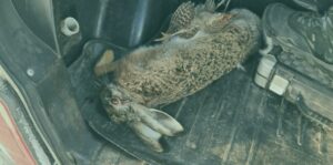 Біля Оріхова інспектори виявили групу мисливців, які вполювали зайців і куріпку